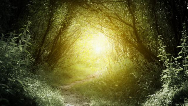 Forest path radiant light magical free wallpaper for desktop - medium preview image