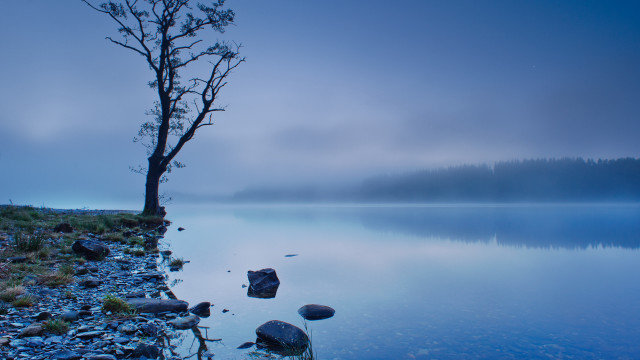 Lone tree shore lake night free wallpaper for desktop - medium preview image
