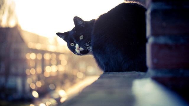 Black cat brick wall light free wallpaper for desktop - medium preview image