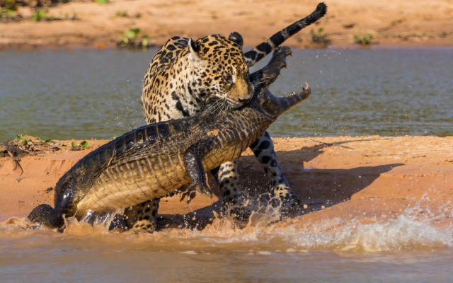 Crocodiles fighting water shore sand free wallpaper for desktop - medium preview image