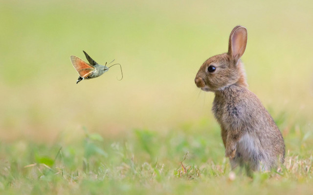 Small rabbit butterfly grass bug free wallpaper for desktop - medium preview image
