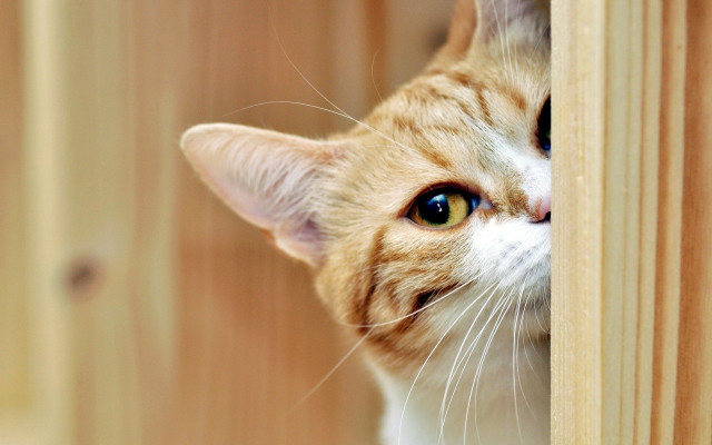 Cat peeking door blue eyes #3 free wallpaper for desktop - medium preview image