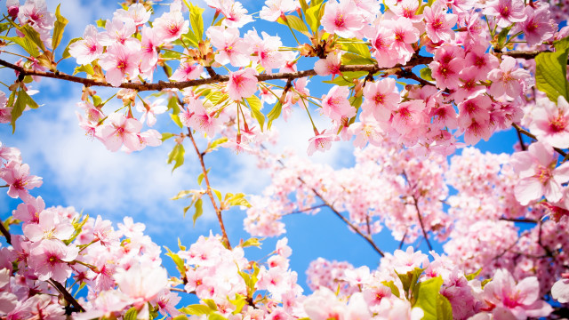 Pink flower tree sky clouds free wallpaper for desktop - medium preview image