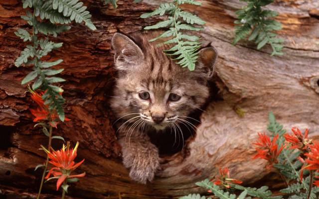 Kitten peeking tree flower autumn free wallpaper for desktop - medium preview image