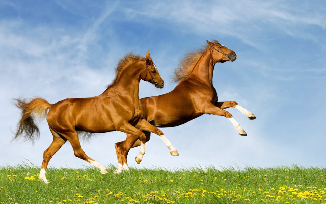 Horses running field bush clouds free wallpaper for desktop - medium preview image