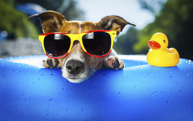 Dog sunglasses rubberduck park summer free wallpaper for desktop - medium preview image