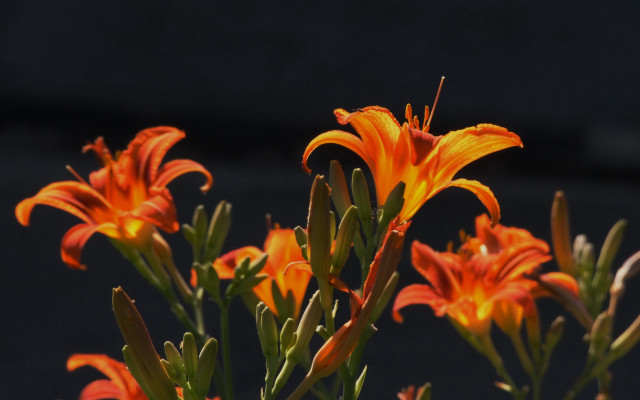 Orange flower black background fire free wallpaper for desktop - medium preview image