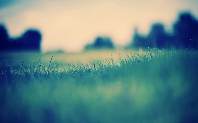 Blurry grassy field trees blue free wallpaper for desktop - medium preview image