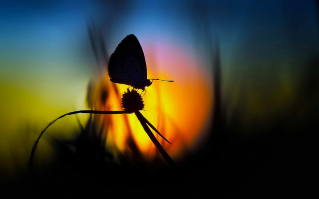Butterfly flower sunset backlight macro #2 free wallpaper for desktop - medium preview image