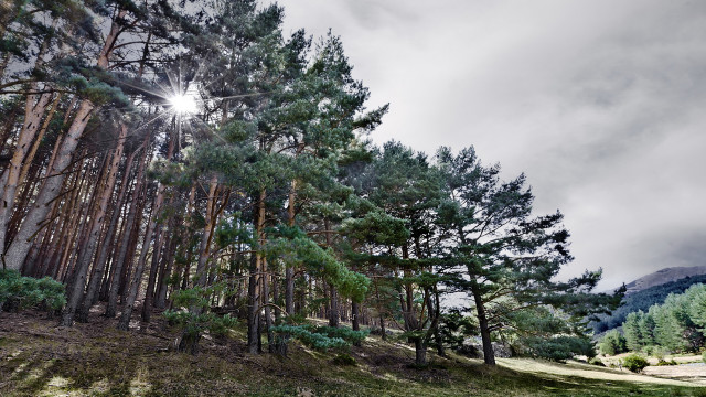 Forest sky trail bench nature free wallpaper for desktop - medium preview image