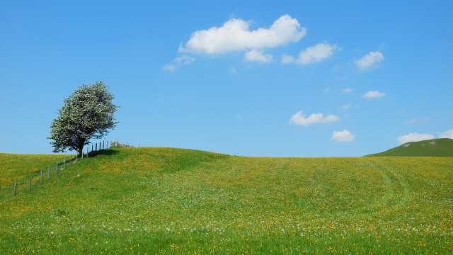 Lone tree grassy hill fence free wallpaper for desktop - medium preview image