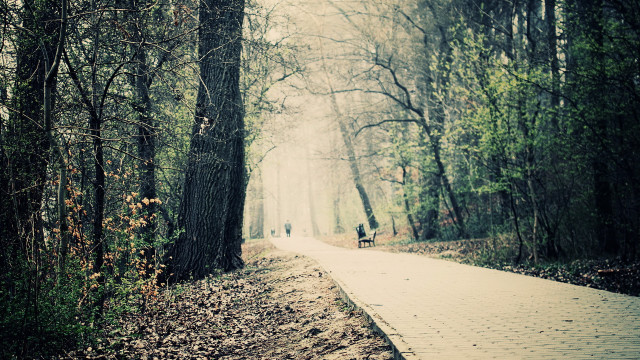 Path woods people tiltshift cherryblossoms free wallpaper for desktop - medium preview image