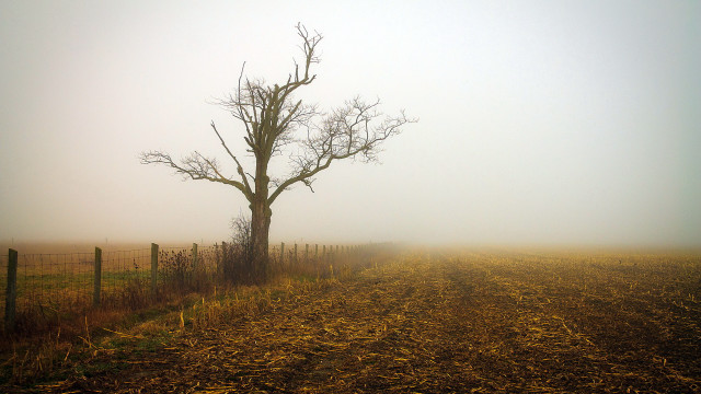 Foggy field tree fence sunset free wallpaper for desktop - medium preview image