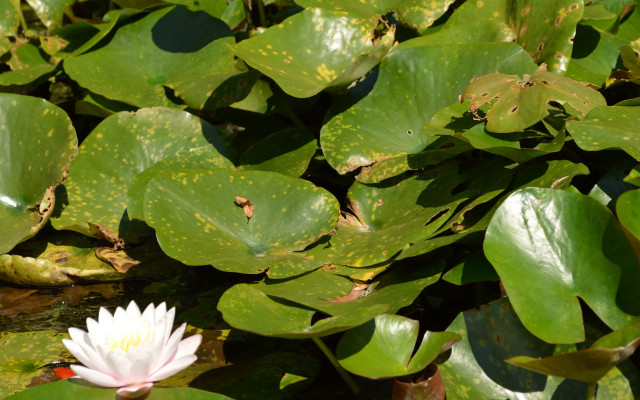 White flower pond lilies frog free wallpaper for desktop - medium preview image