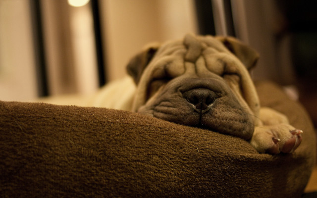 Dog sleeping couch photorealistic blurry free wallpaper for desktop - medium preview image