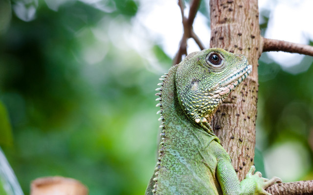 Green lizard climbing tree forest free wallpaper for desktop - medium preview image