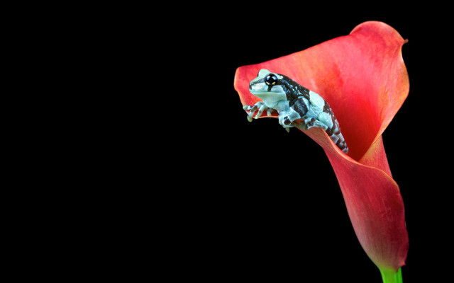 Frog flower stem mouth open free wallpaper for desktop - medium preview image