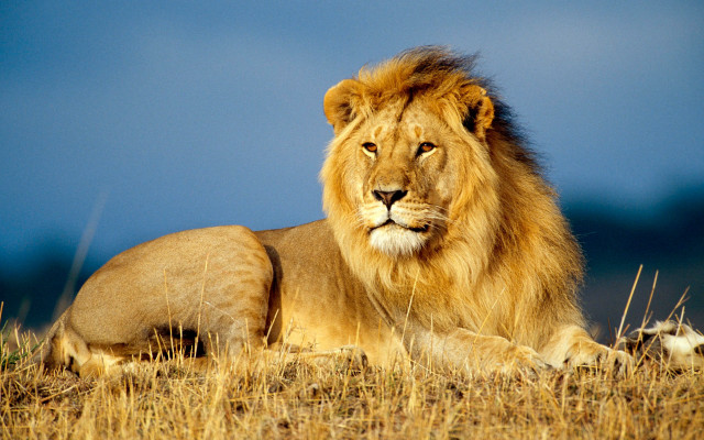 Lion majesty grass blue sky free wallpaper for desktop - medium preview image