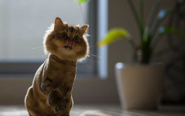 Cat standing hind legs mouth free wallpaper for desktop - medium preview image
