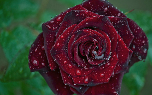 Red rose water droplets gothic #8 free wallpaper for desktop - medium preview image