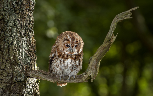 Small owl forest branch blurry free wallpaper for desktop - medium preview image