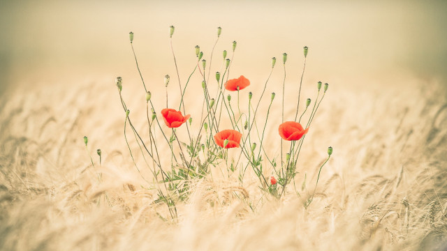 Field redflowers berry plant nature free wallpaper for desktop - medium preview image