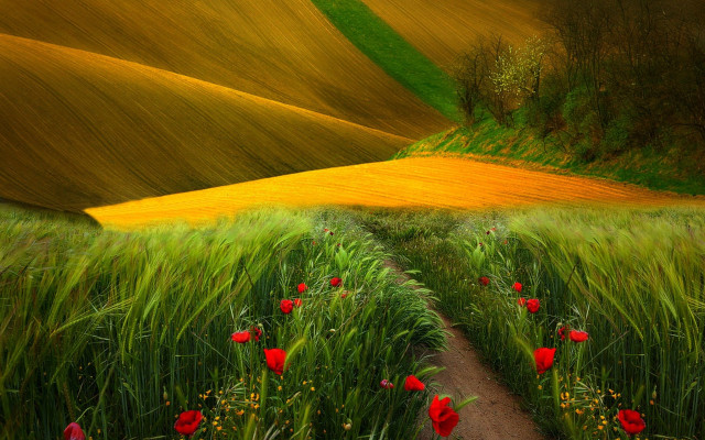 Field flower path red flowers free wallpaper for desktop - medium preview image