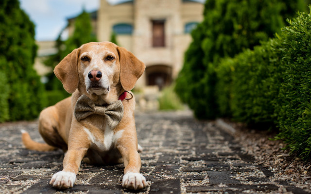 Dog bowtie cobblestone house lawn free wallpaper for desktop - medium preview image