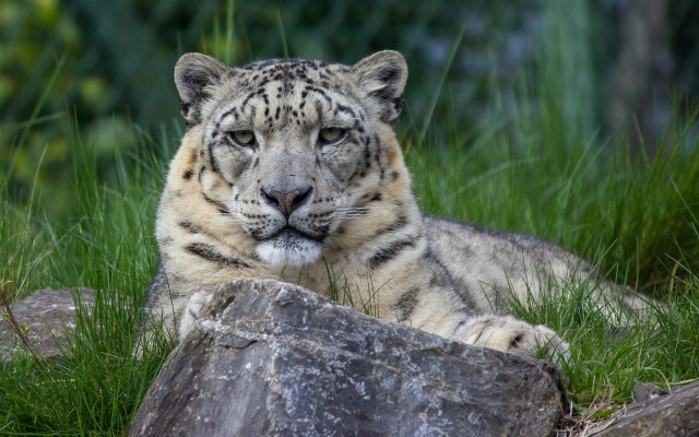 Snow leopard rock grass bush free wallpaper for desktop - medium preview image
