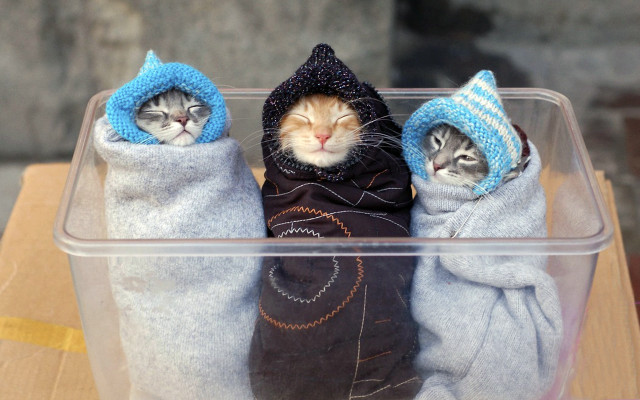Cats blankets hats table melting free wallpaper for desktop - medium preview image