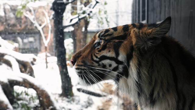 Majestic tiger snowy window outdoors free wallpaper for desktop - medium preview image