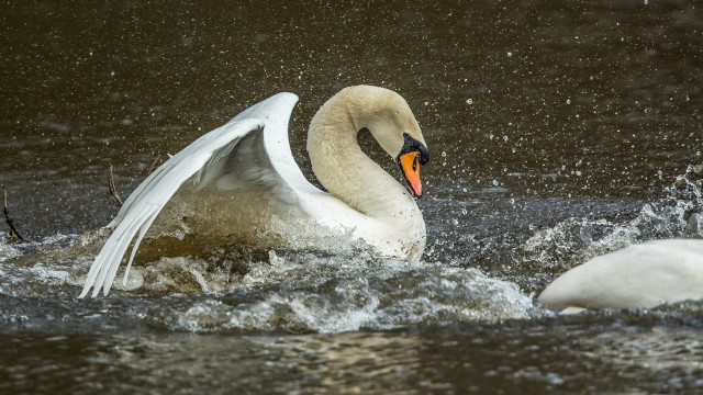 Swan wings spread takeoff water free wallpaper for desktop - medium preview image