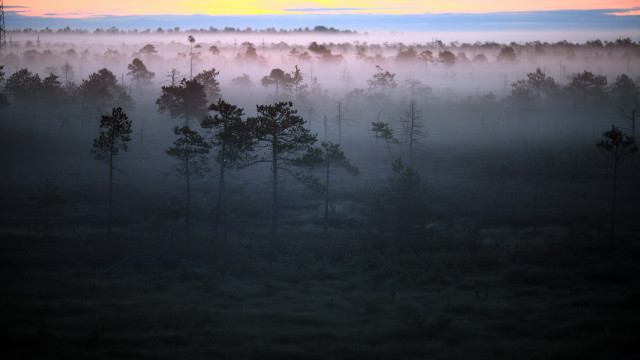 Foggy forest sunset clouds matte free wallpaper for desktop - medium preview image