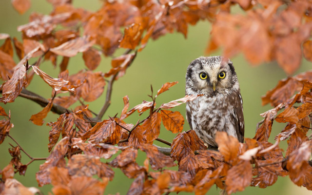 Small owl branch autumn bird free wallpaper for desktop - medium preview image