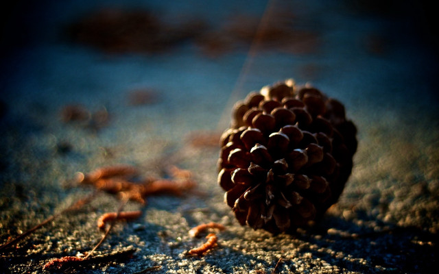 Pine cone sand blurry background free wallpaper for desktop - medium preview image