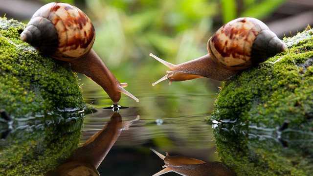 Snails reflections moss rocks surreal free wallpaper for desktop - medium preview image