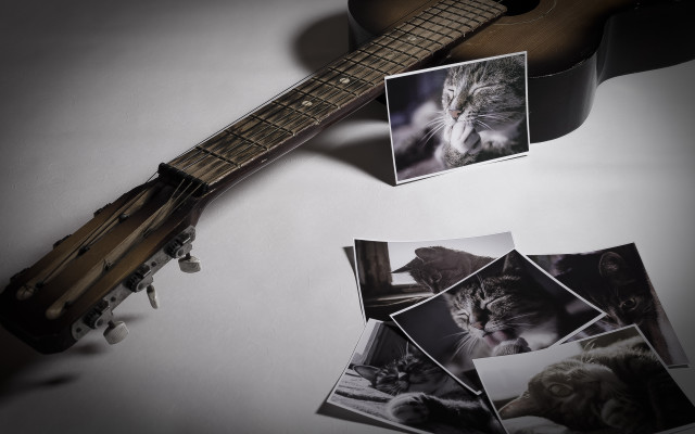 Guitar cat photorealism stilllife cinematic free wallpaper for desktop - medium preview image