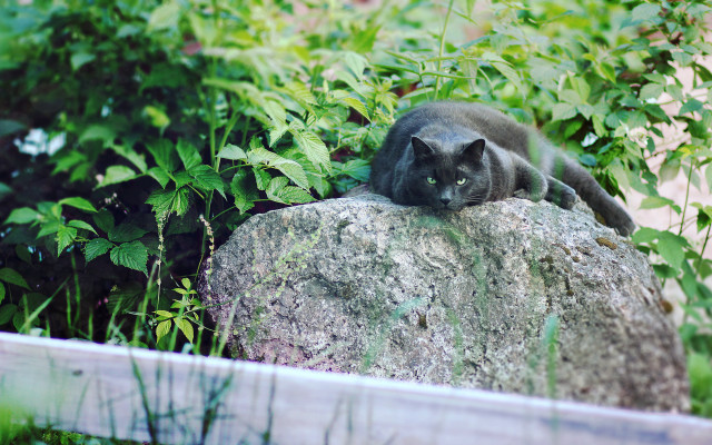 Black cat rock garden blurry free wallpaper for desktop - medium preview image