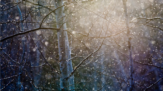 Snowy woods bird branch blurry free wallpaper for desktop - medium preview image