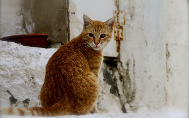 Cat ledge building door window free wallpaper for desktop - medium preview image