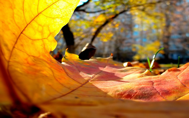 Ginkgo leaf autumn bokeh fire free wallpaper for desktop - medium preview image