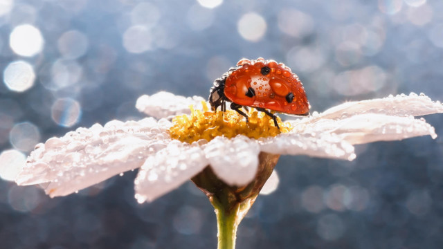 Ladybug whiteflower dewdrops macro bokeh free wallpaper for desktop - medium preview image