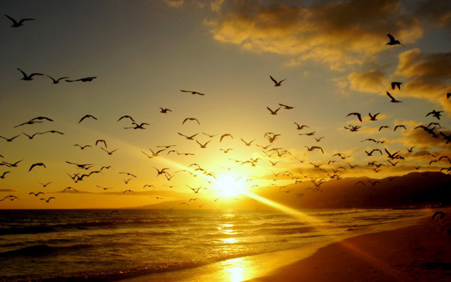 Birds sunset ocean beach flying free wallpaper for desktop - medium preview image