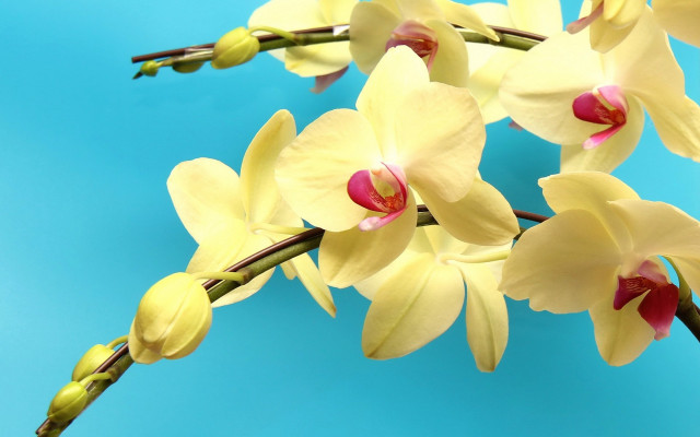 Yellow flowers blue background photorealism free wallpaper for desktop - medium preview image