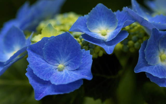 Blue flowers green leaves bokeh free wallpaper for desktop - medium preview image