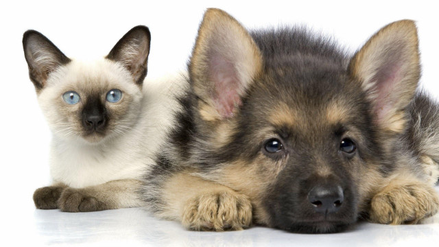 Cat dog blueeyes animals portrait free wallpaper for desktop - medium preview image