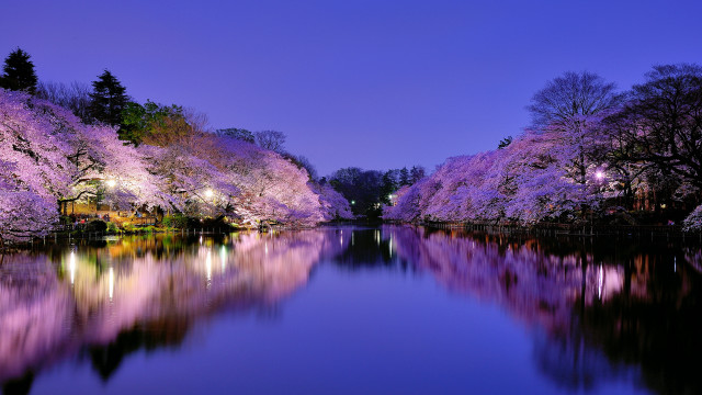 River reflections night purple flowers free wallpaper for desktop - medium preview image