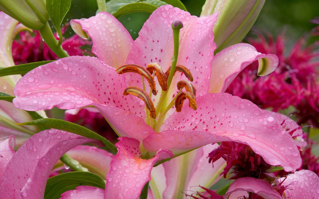 Pink flower water droplets green #4 free wallpaper for desktop - medium preview image