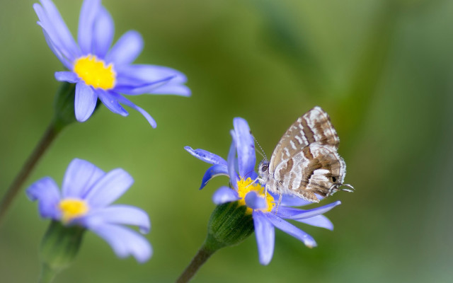 Domirinic fegallia blue butterfly flower free wallpaper for desktop - medium preview image