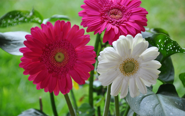 Flowers vase outdoor daisy hydrangea free wallpaper for desktop - medium preview image
